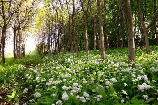 Urlaub in der Steiermark, Urlaub in der Oststeiermark, Uralub im Joglladn, Uralub im Sommer, Urlaub am See, Urlaub mit Hund,Frühlingshotel, Frühlingsangebote, Frühling 